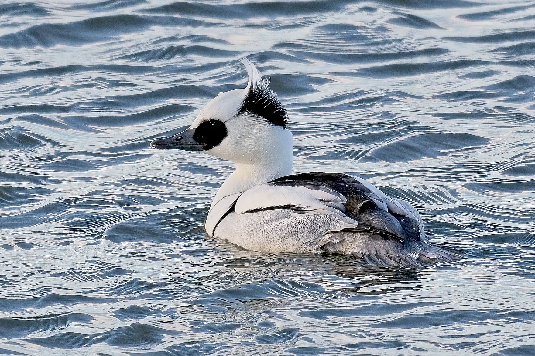 Adult Hane. Naturum Getterön, Varberg. 11 januari 2025